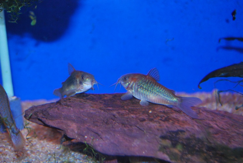 repro de corydoras orange vénézuéla Dsc_7014