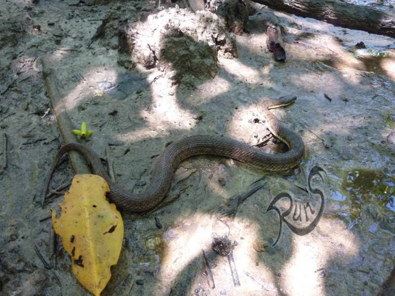 Mangrove snake - mentawai islands - run's Mangro12