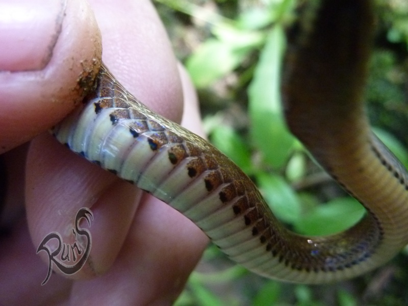Liopeltis baliodeirus  (Borneo Sabah)  Snake_22