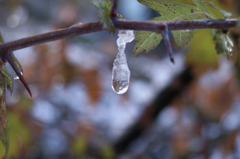 GOUTTES D EAU en tout genre - Page 3 100_7211