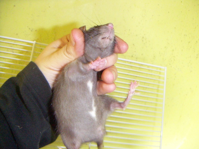 10 ratons à adopter (portée Lady du Port) F414