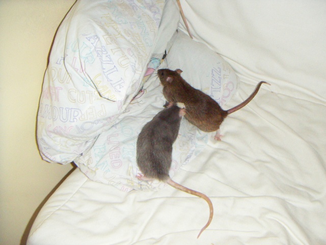 Les rats de malice Pict0013