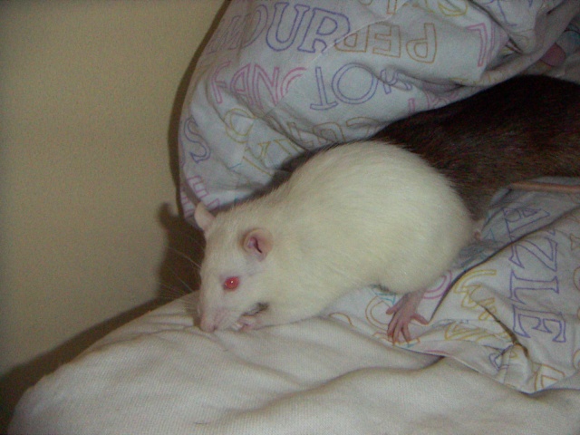 Les rats de malice Pict0015