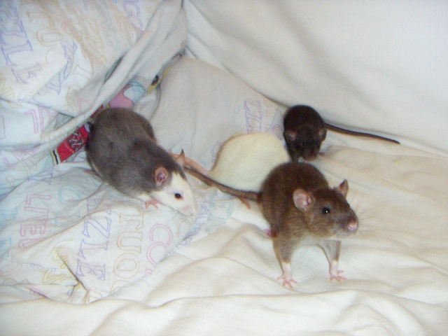 Les rats de malice Pict0017
