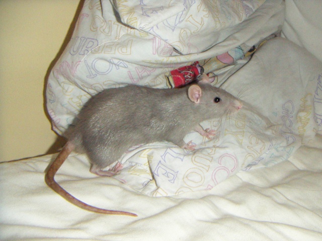 Les rats de malice Pict0022