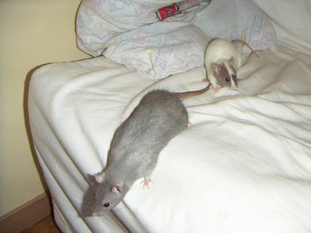 Les rats de malice Pict0024