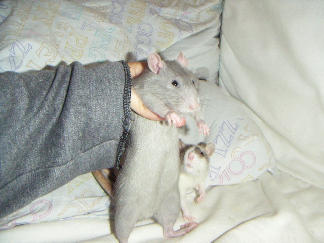 Les rats de malice Pict0025