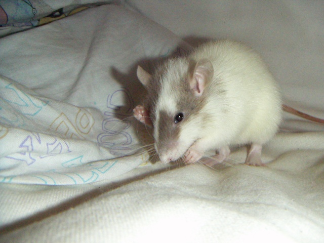 Les rats de malice Pict0026