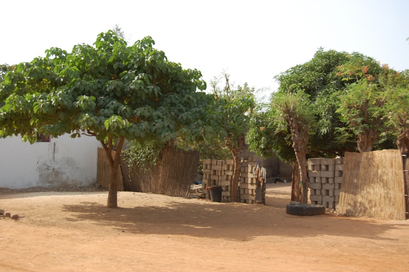  - Sénégal, Mbour, journée du 27 décembre 2008 Sanag223