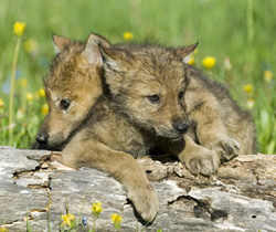 MISE A JOUR : STOP aux massacres des loups gris, le combat continue !! Action10