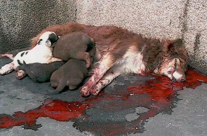 Chiens assassinés à Sarajevo ! (lettre + photo) IGNOBLE !!! Saraje10