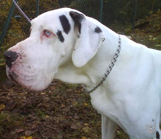 VIKTOR dogue allemand 61826211