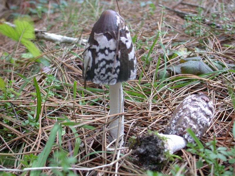 Pas courant...........Coprinus picaceus Coprin10