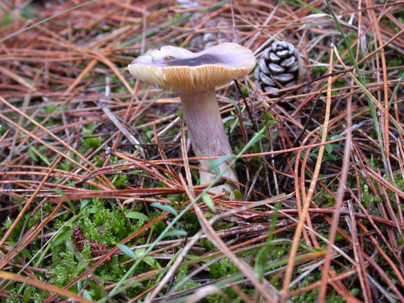 Typique des pins.   Russula sardonia  (= Russula drimeia) Russul13