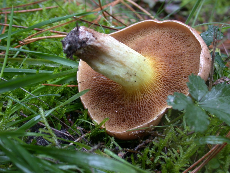 Un autre typique des pins.  Suillus bovinus Suillu11