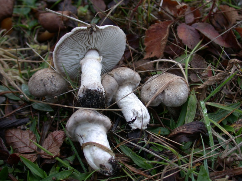 Un joli champignon.  Tricholoma cingulatum Tricho10