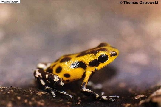 Dendrobates Pumilio Guarumo Dendro16