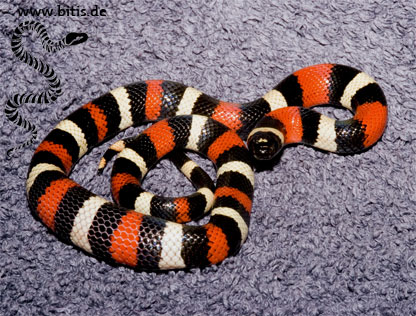 Lampropeltis triangulum campbelli Lampro19