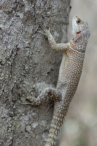 Oplurus cyclurus Opluru10