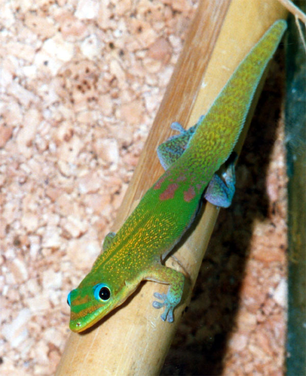 Phelsuma laticauda Phelsu10