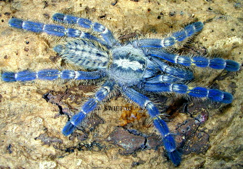 Poecilotheria metallica Poecil10