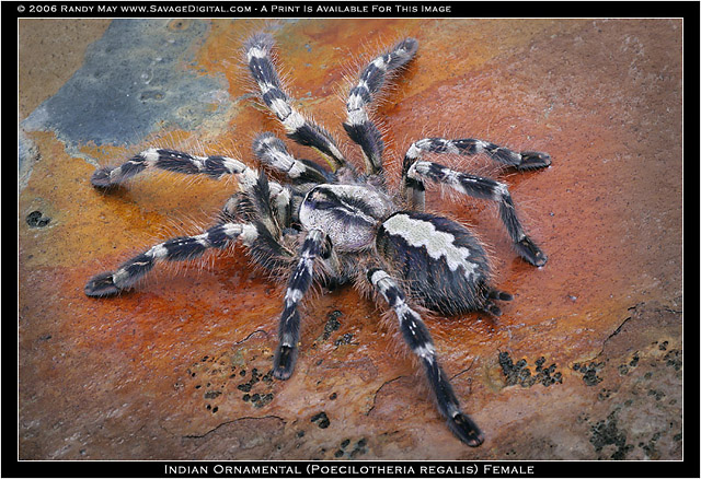 Poecilotheria regalis Poecil12