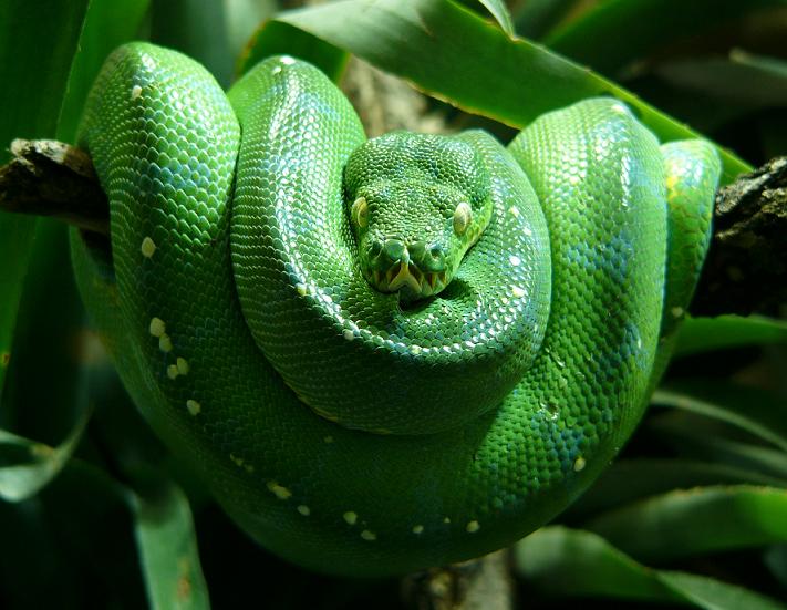 Ostéologie  du Morelia viridis (Python vert) 4103410