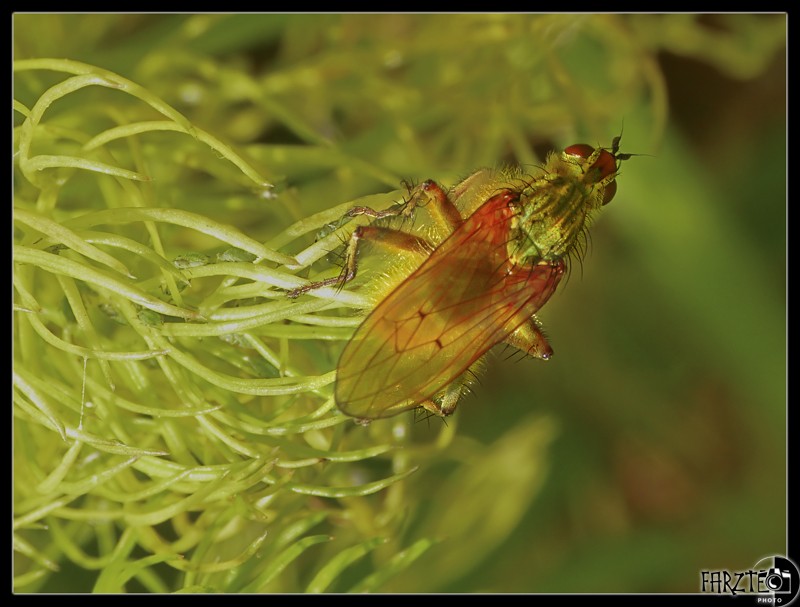 Insectes du jour Logthy10