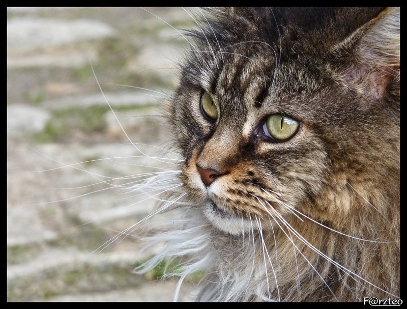 Chats du château P1130413