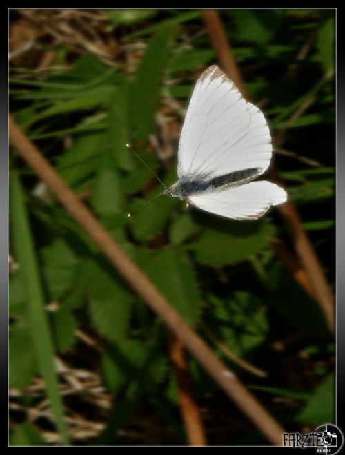 Papillons !! P1230910