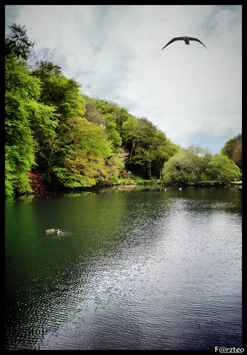 Canards Panoramiques Panor111