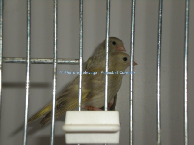 Photos de nos jeunes oiseaux: élevage 2010. Dscn2110