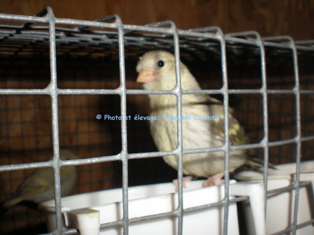 Photos de nos jeunes oiseaux: élevage 2010. Dscn2118