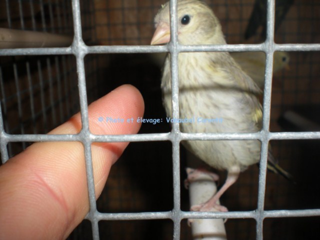 Photos de nos jeunes oiseaux: élevage 2010. Dscn2119