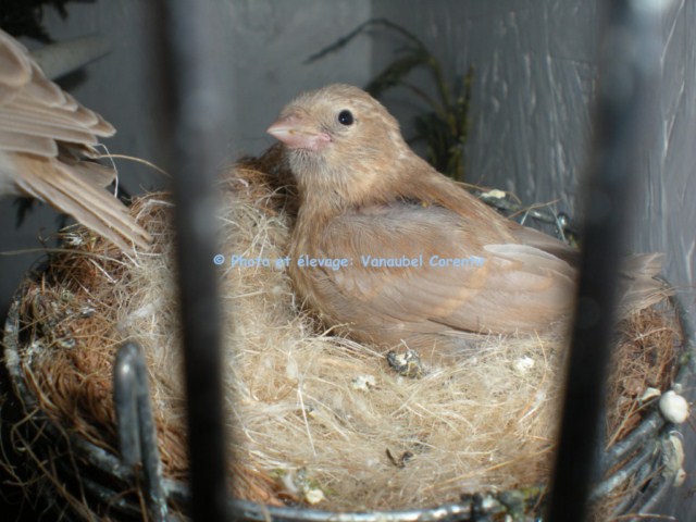 Photos de nos jeunes oiseaux: élevage 2010. Dscn2123
