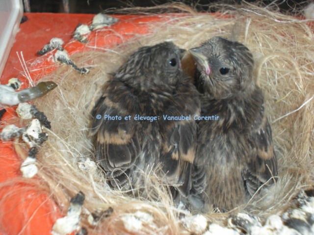 Photos de nos jeunes oiseaux: élevage 2010. Dscn2128