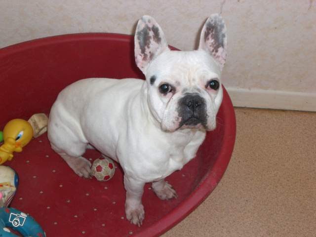 bouledogue - Je m'appelle COOGY je suis un bouledogue français et j'ai 3 ans 76004610