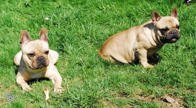 je donne un couple de bouledogue francais LOf de  87391710