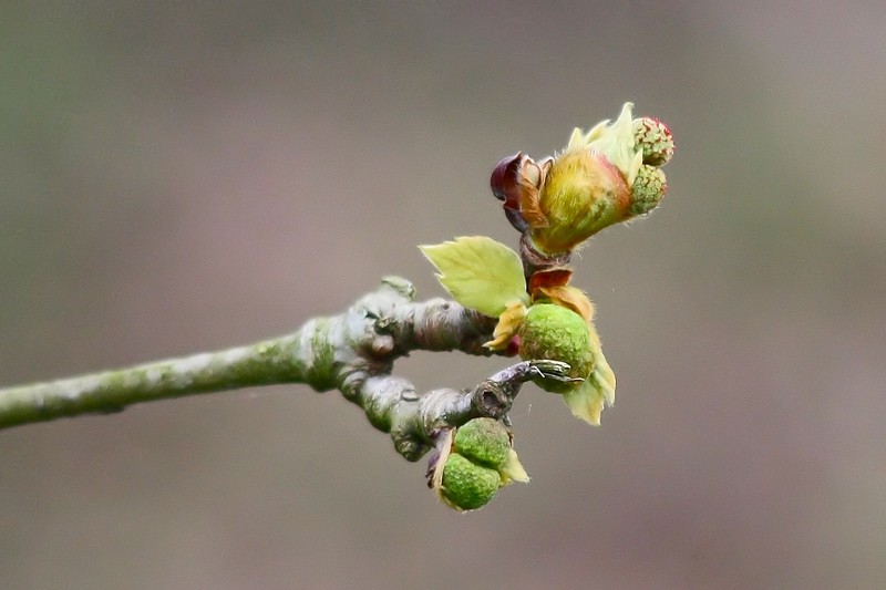 Feuillage de printemps Platan11