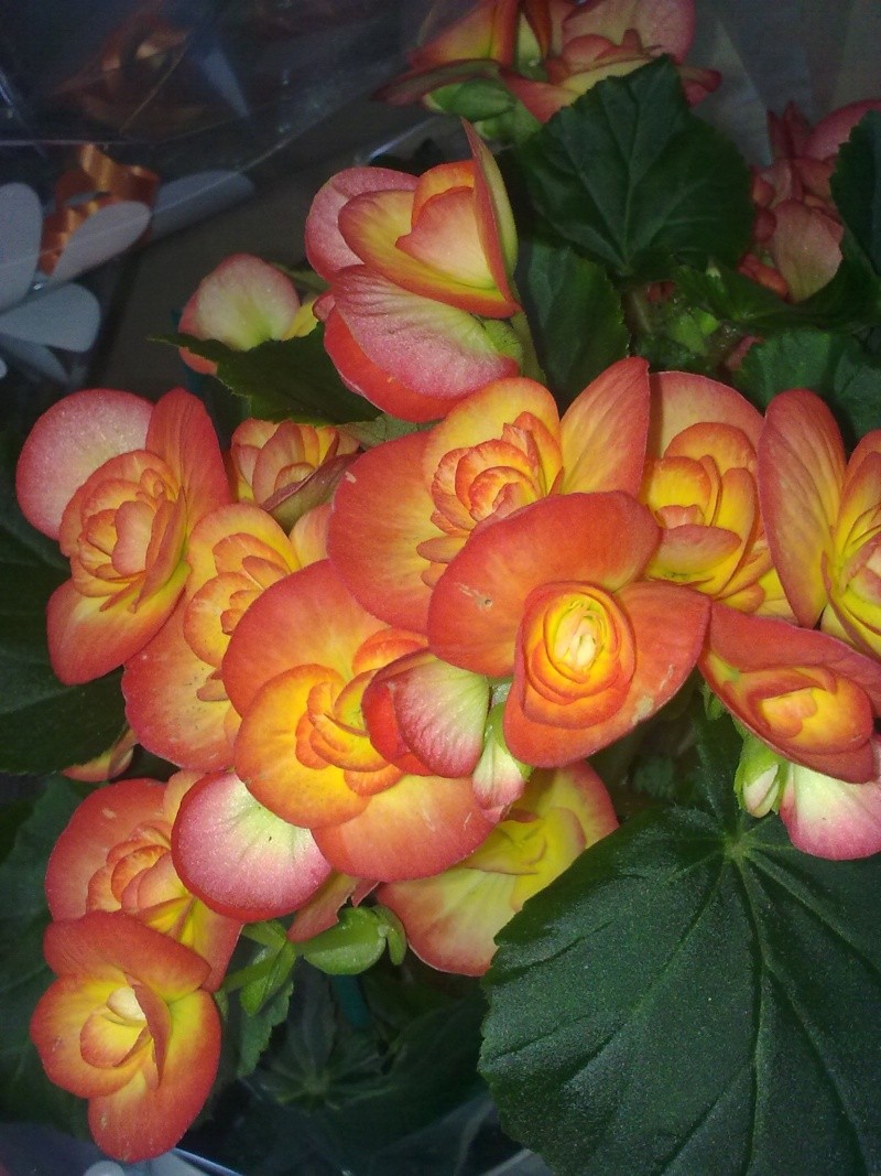 Begonia Rex 04042010