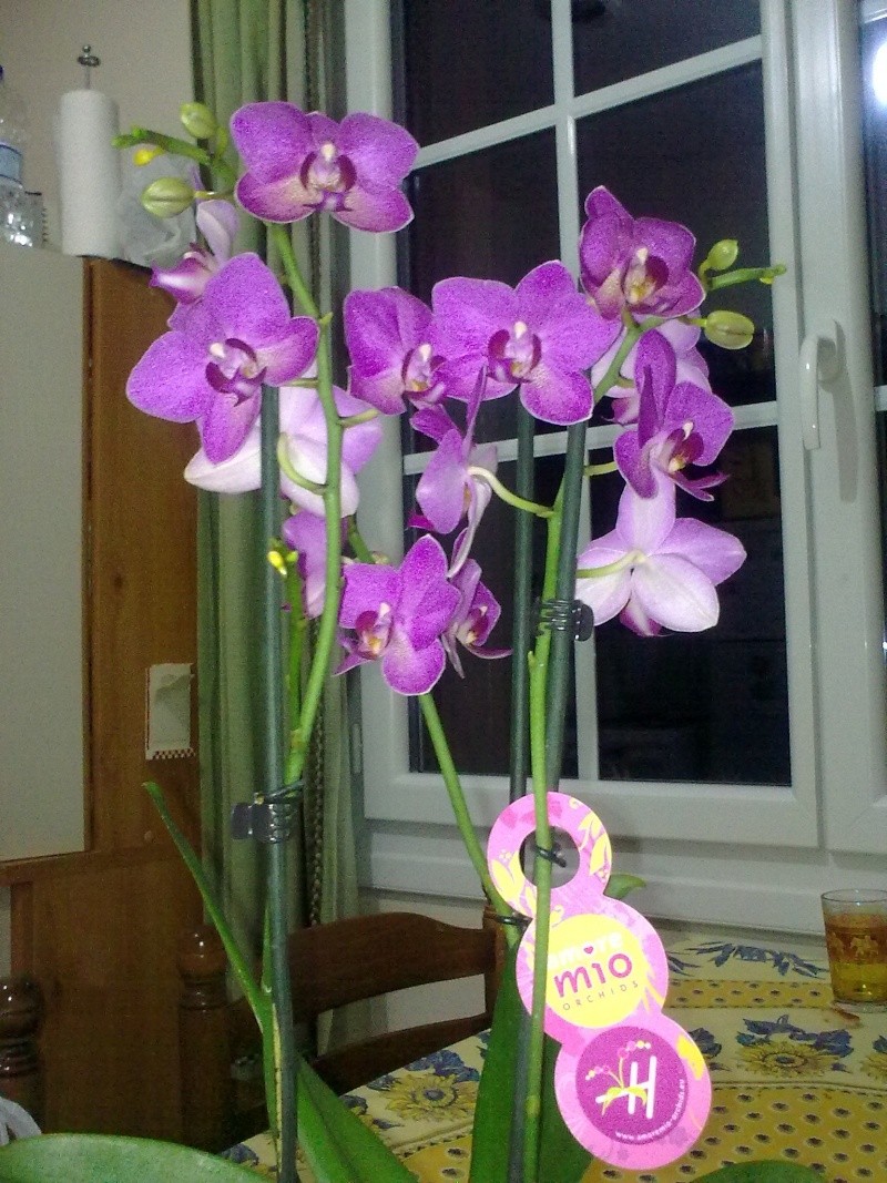 1ére orchidée 04062011
