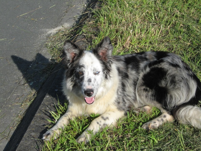 DARCY, border collie, des nouvelles + PROBLEME ! Photo_13