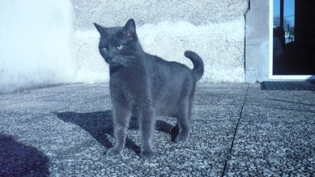 Baloo, chat bleu sur Poitiers 11_mar18