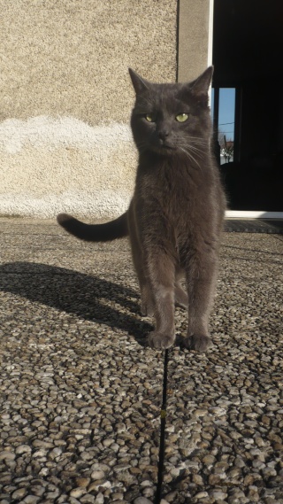 Baloo, chat bleu sur Poitiers 11_mar19