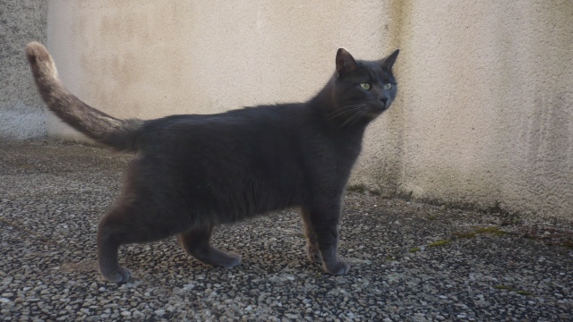 Baloo, chat bleu sur Poitiers 11_mar20