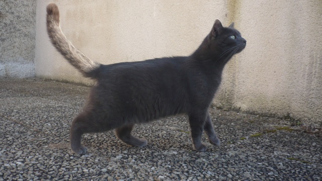 Baloo, chat bleu sur Poitiers 11_mar21