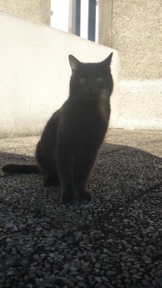 Baloo, chat bleu sur Poitiers 11_mar22
