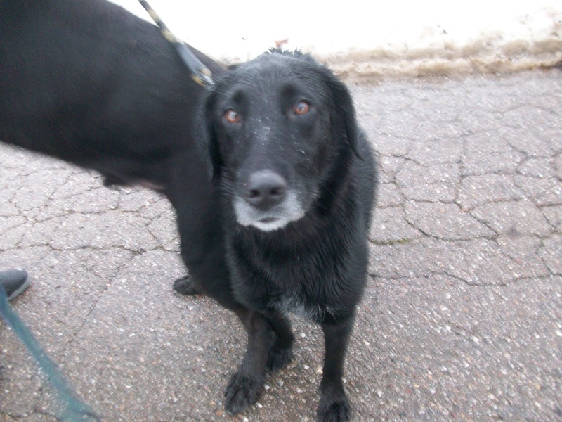 EMIE - x labrador 6 ans (2 ans de refuge)  - SLPA à Amance (54) Emie_d10