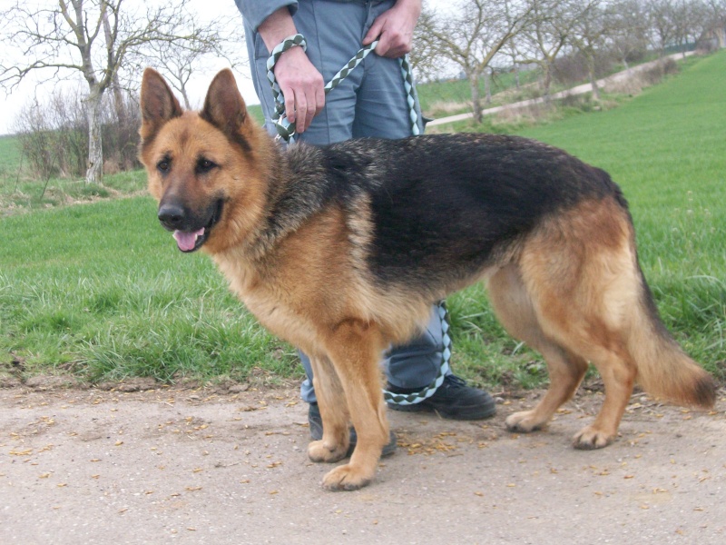 Bora belle chienne Berger Allemand de 3 ans May_av20