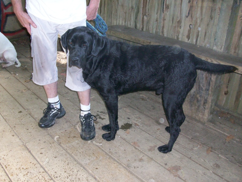 Atton, labrador noir de 4 ans, castré Pic_ni24